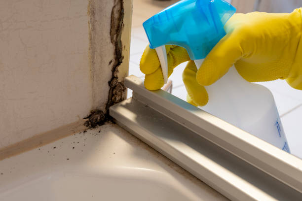 Best Black Mold Remediation in Shawnee, OK