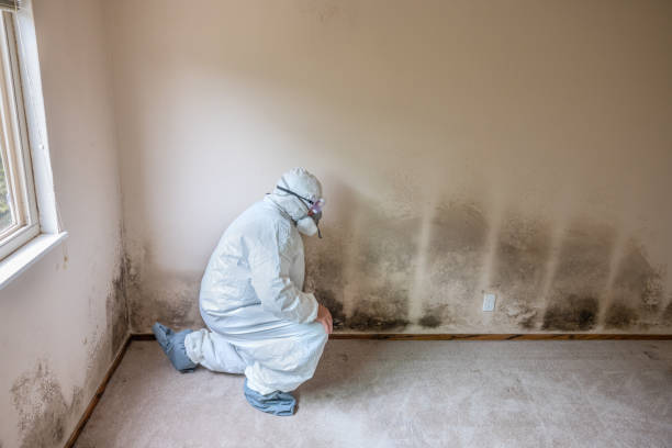 Best Health and Safety Mold Remediation in Shawnee, OK